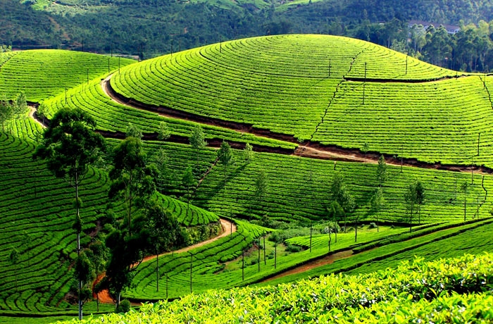 Best of Sri Lanka Tour